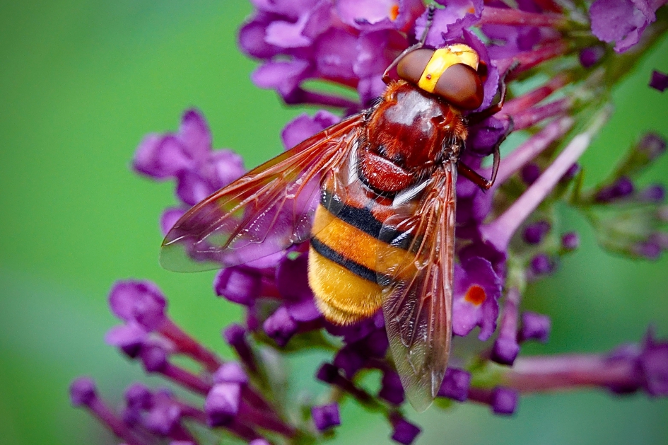 Hoornaarzweefvlieg - Geleedpotigen - Hoornaarzweefvlieg (Stadsreus)