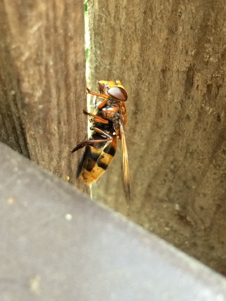 Hoornaarzweefvlieg(?)