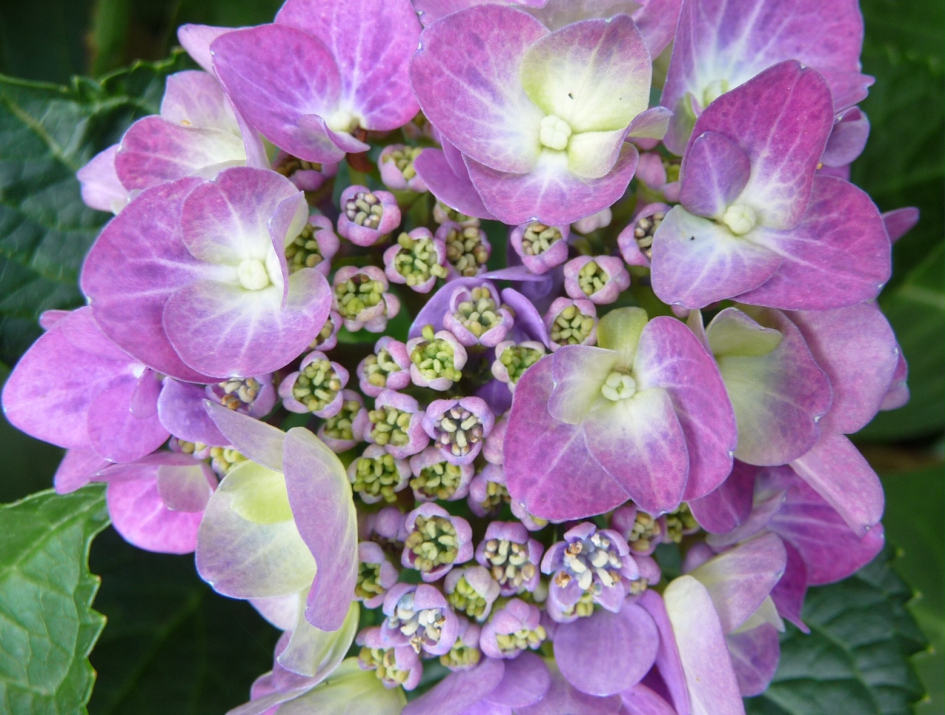 Hortensia - Planten - 
