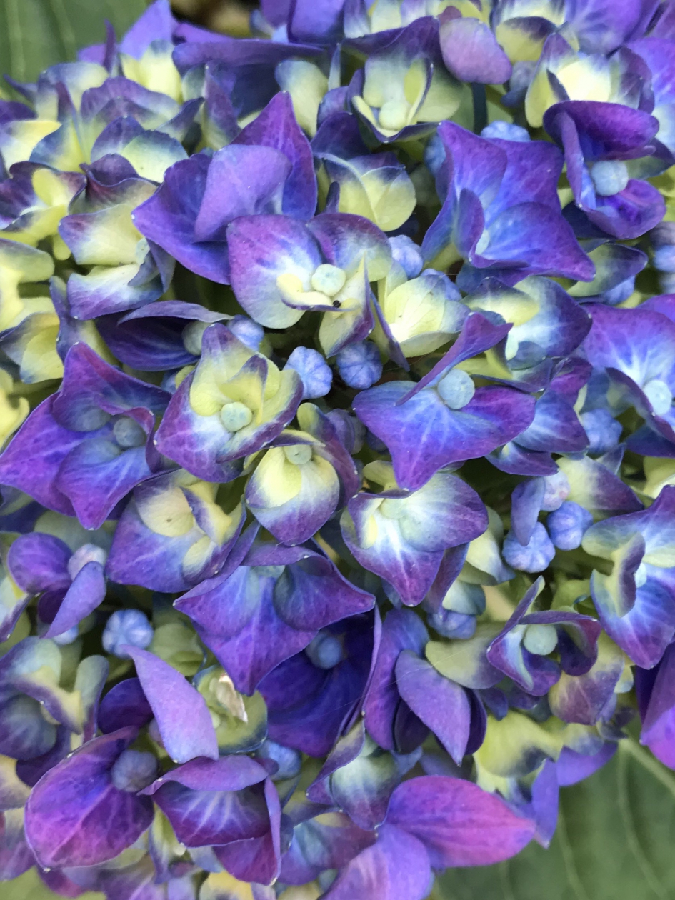 Hortensia - Planten - 
