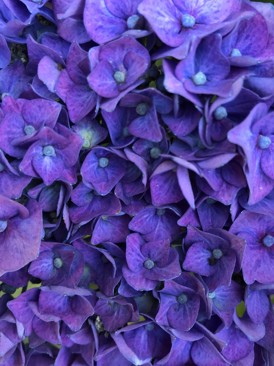 Hortensia - Planten - 