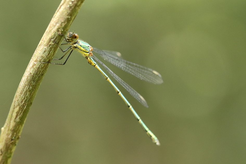 houtpantserjuffer -v- - Geleedpotigen - 