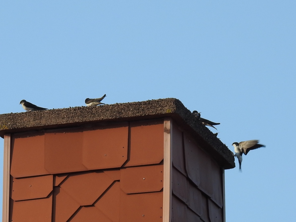 Huiszwaluwen - Vogels - Huiszwaluw
