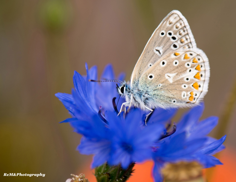 Icarusblauwtje. - Geleedpotigen - Icarusblauwtje.