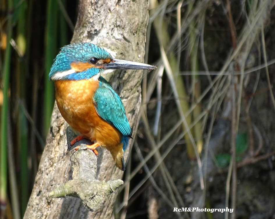 IJsvogel. - Vogels - IJsvogel.