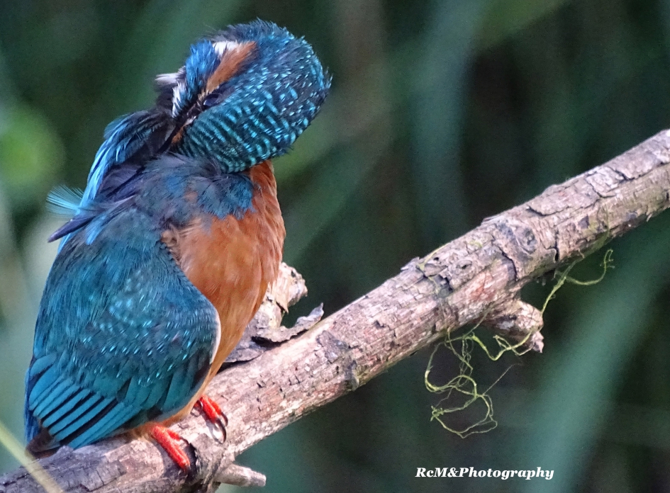 IJsvogel. - Vogels - IJsvogel.