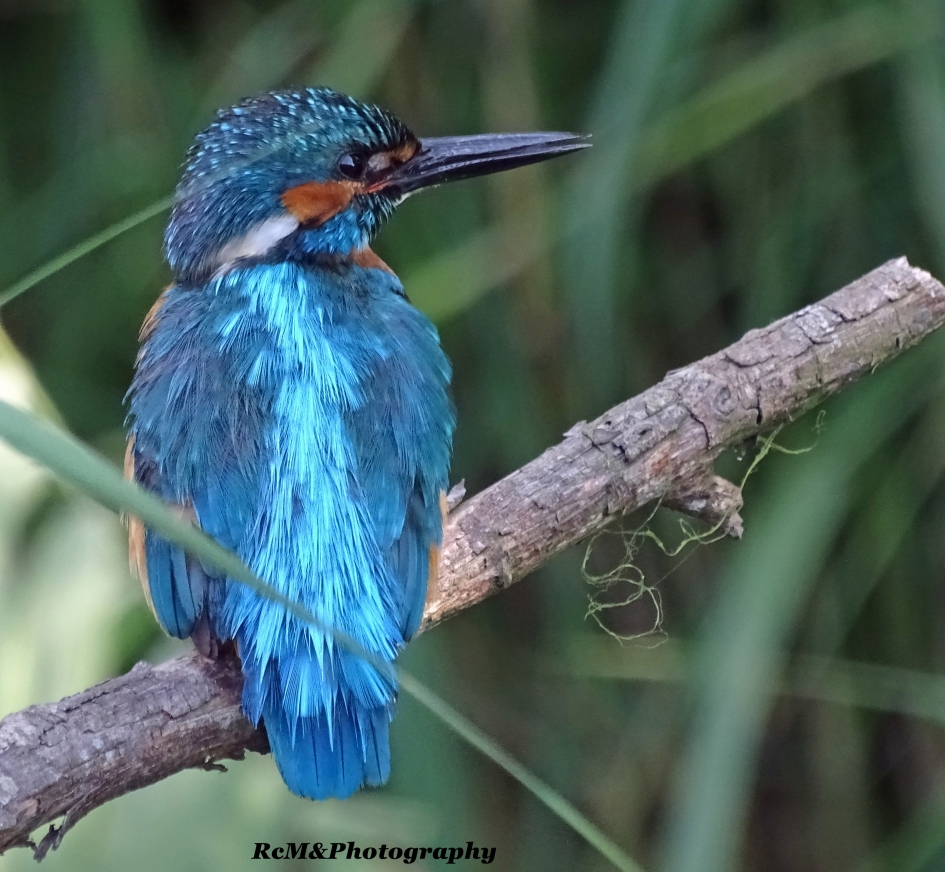 IJsvogel. - Vogels - IJsvogel.