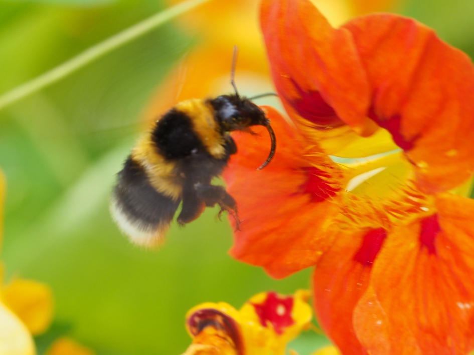 In vlucht - Geleedpotigen - Aardhommel