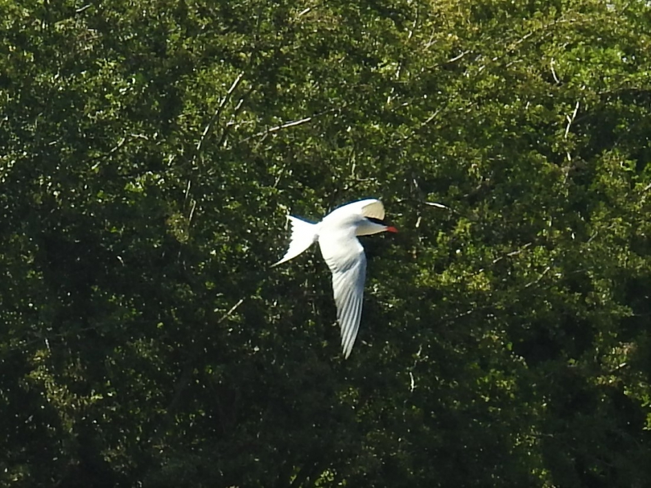 Jagend visdiefje - Vogels - Visdiefje