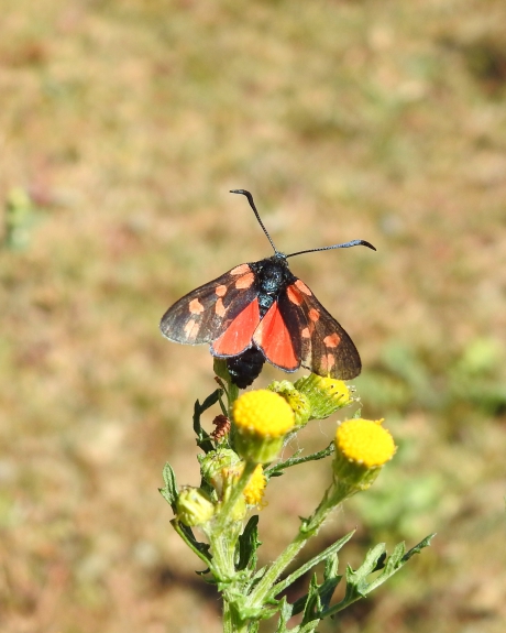 Jans was ook in het duin