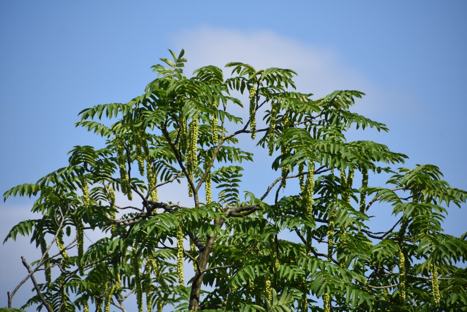 Japanse Vleugelnoot - Planten - 