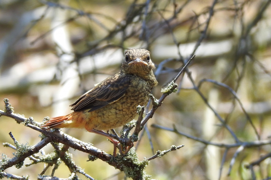 Jong en onbevangen - Vogels - Gekraagde roodstaart