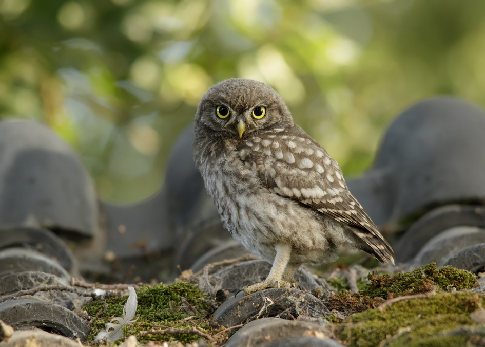 Jong steenuiltje - Vogels - Steenuil