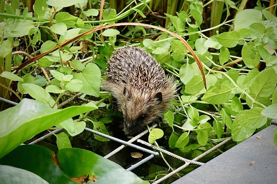 Jonge egel - Zoogdieren - Egel