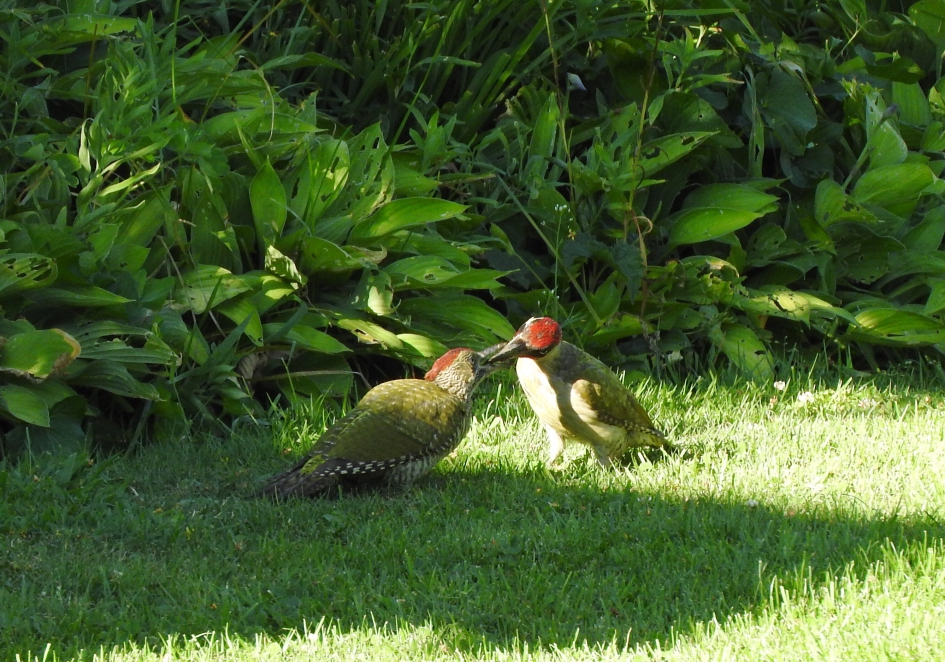 Jonge groene specht wordt gevoerd door ouder - Vogels - Groene specht