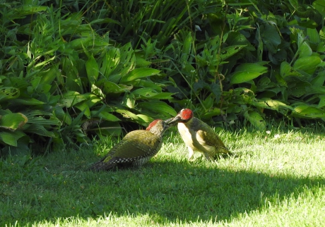 Jonge groene specht wordt gevoerd door ouder