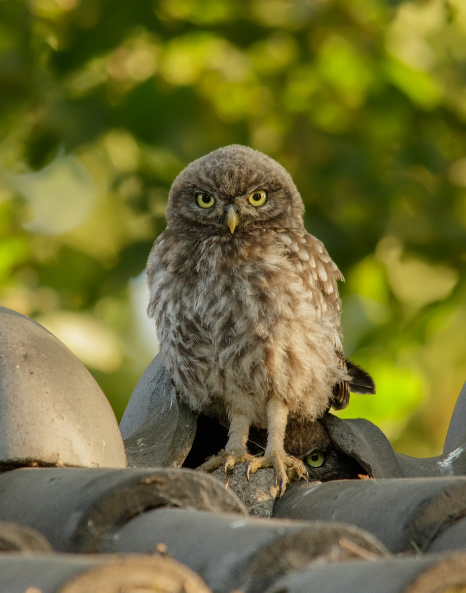 Jonge steenuiltjes - Vogels - Steenuil