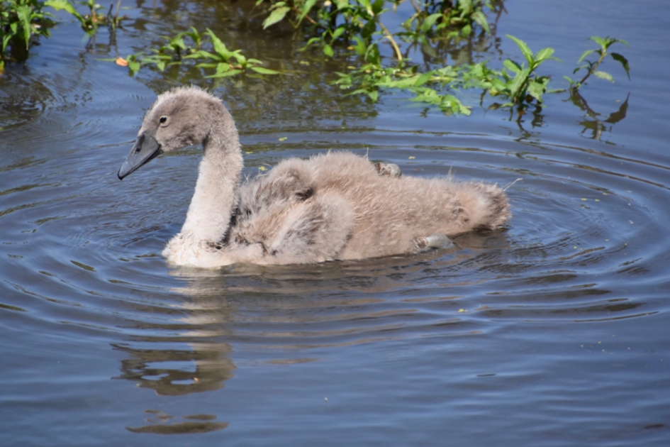 Jonge zwaan - Vogels - 