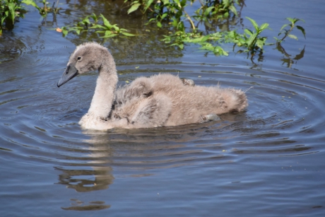 Jonge zwaan