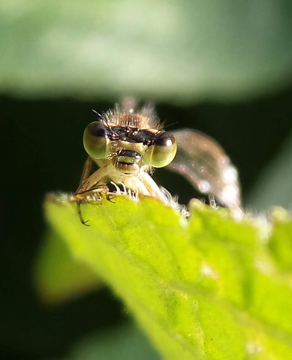 Juffer - Geleedpotigen - waterjuffer