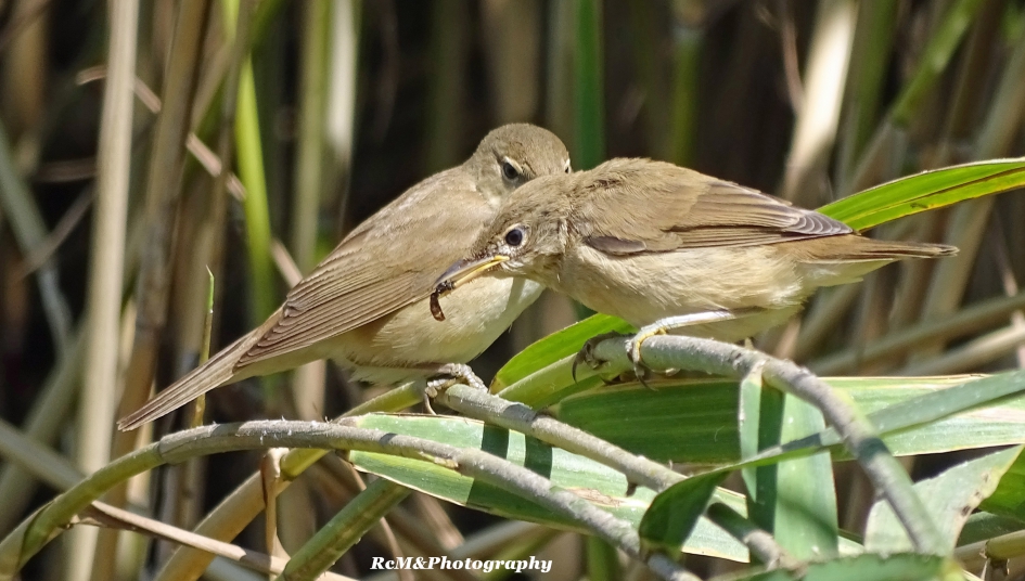 kleine Karekiet. - Vogels - Kleine Karekiet.