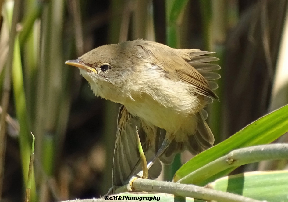Karekiet. - Vogels - Kleine Karekiet.