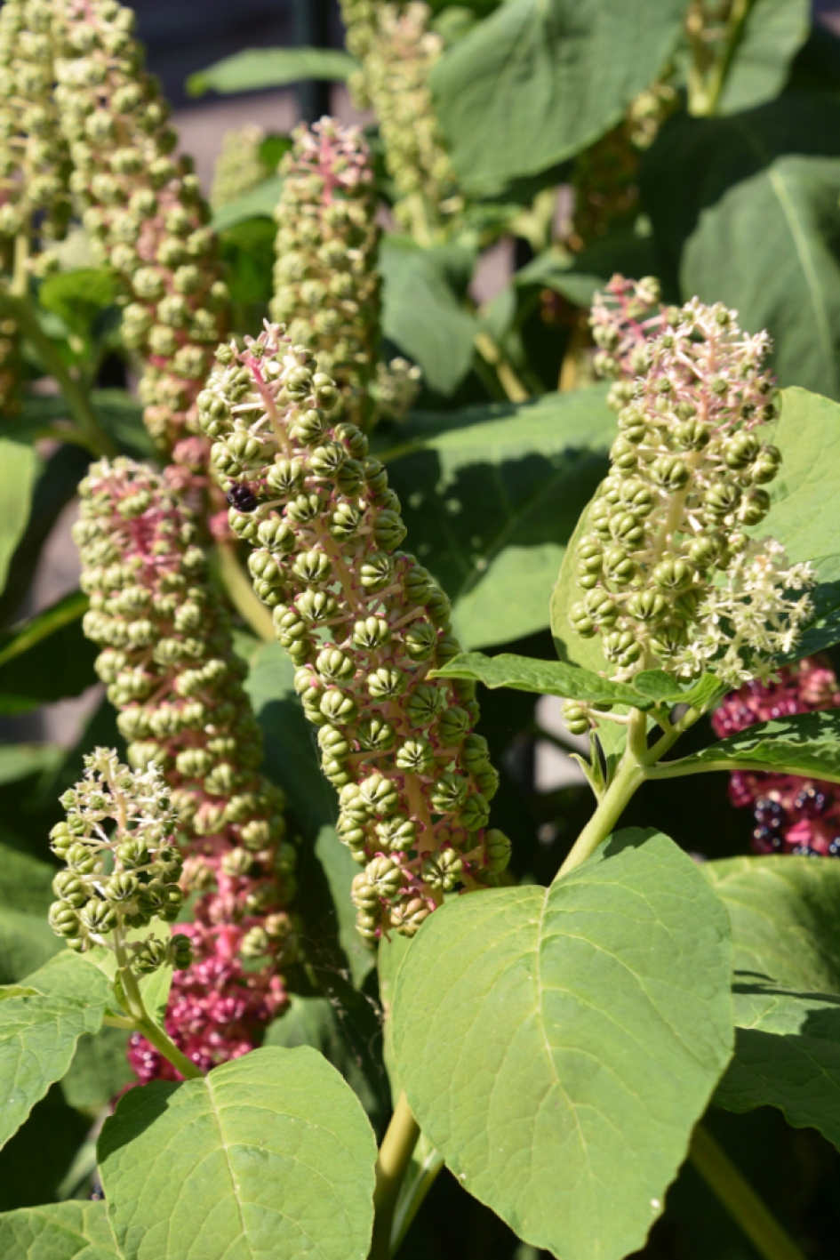 Karmozijn - Planten - 