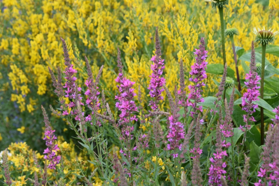 Kattenstaart - Planten - 