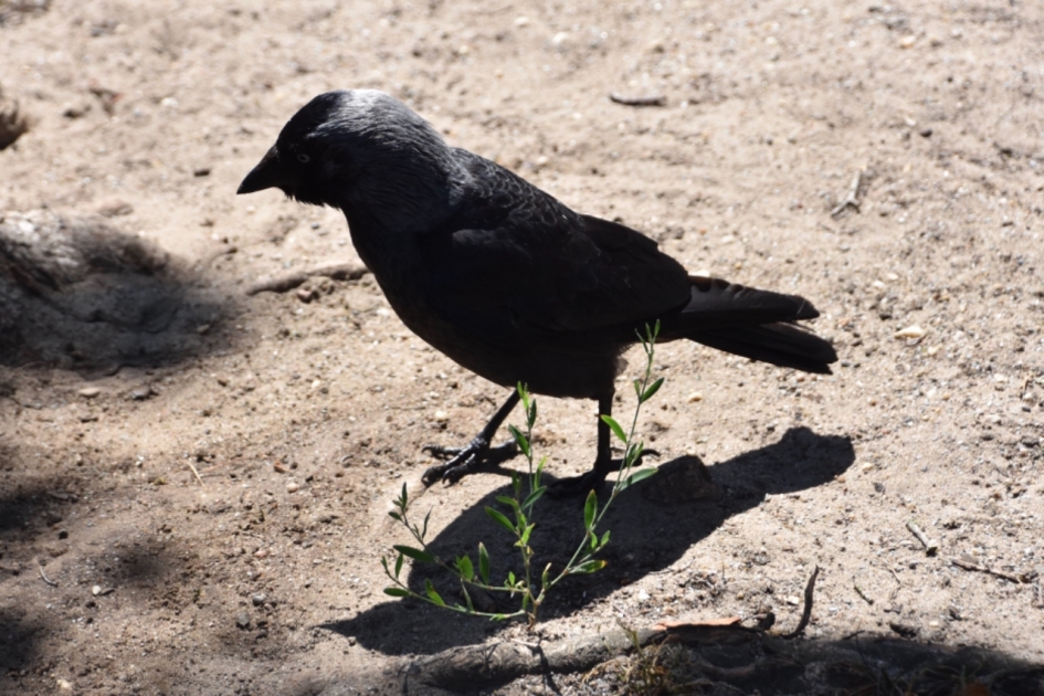 Kauw in de zon - Vogels - 