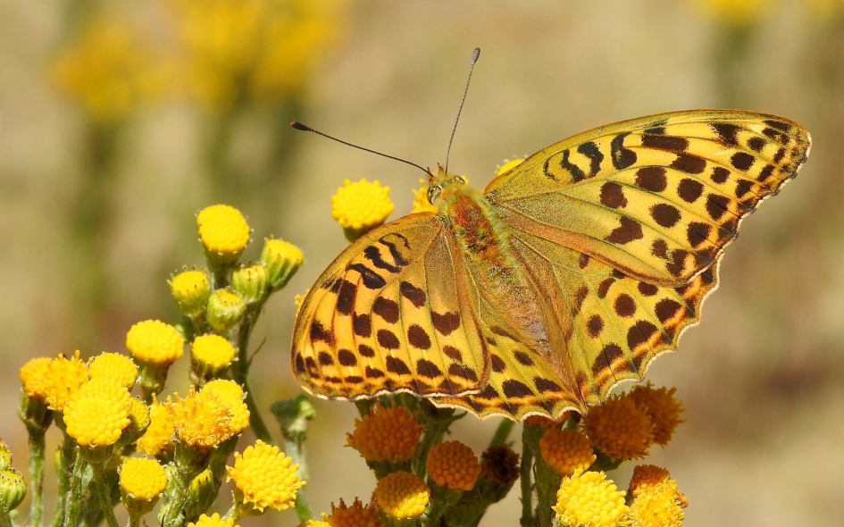 Keizer van het duin - Geleedpotigen - Keizersmantel