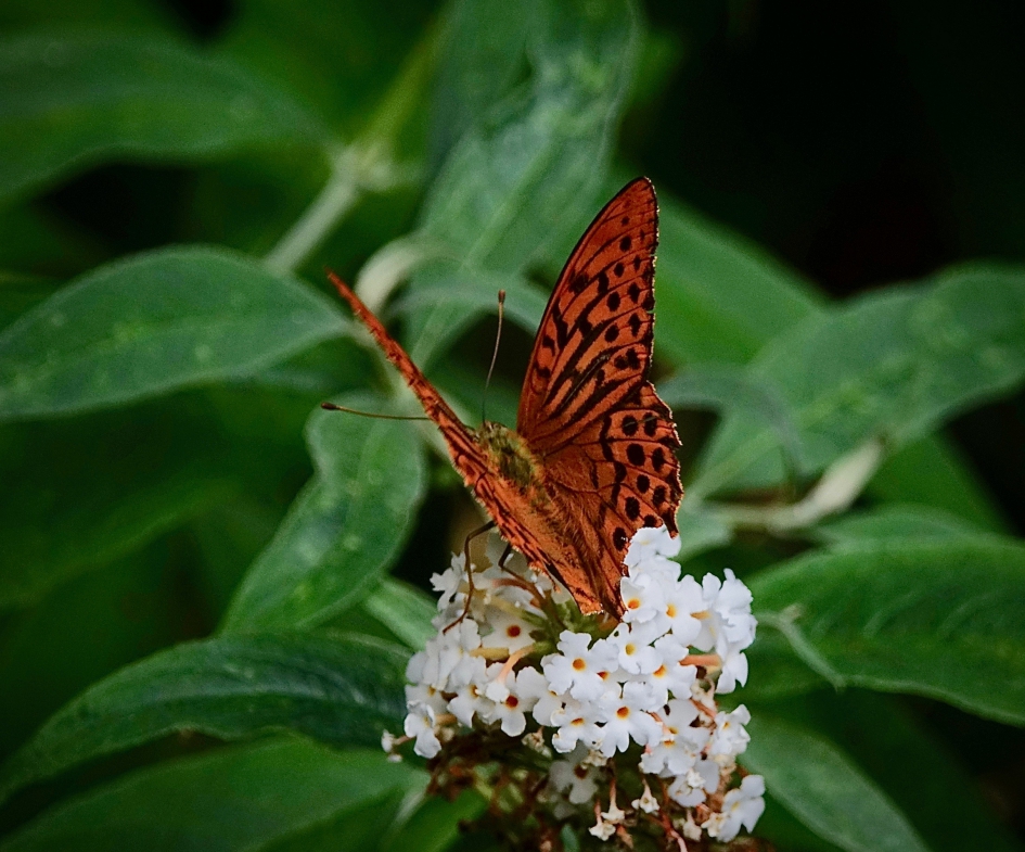 Keizermantel (m) - Geleedpotigen - Keizermantel
