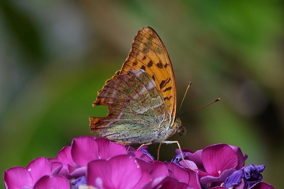 Keizermantel (m) - Geleedpotigen - Keizermantel