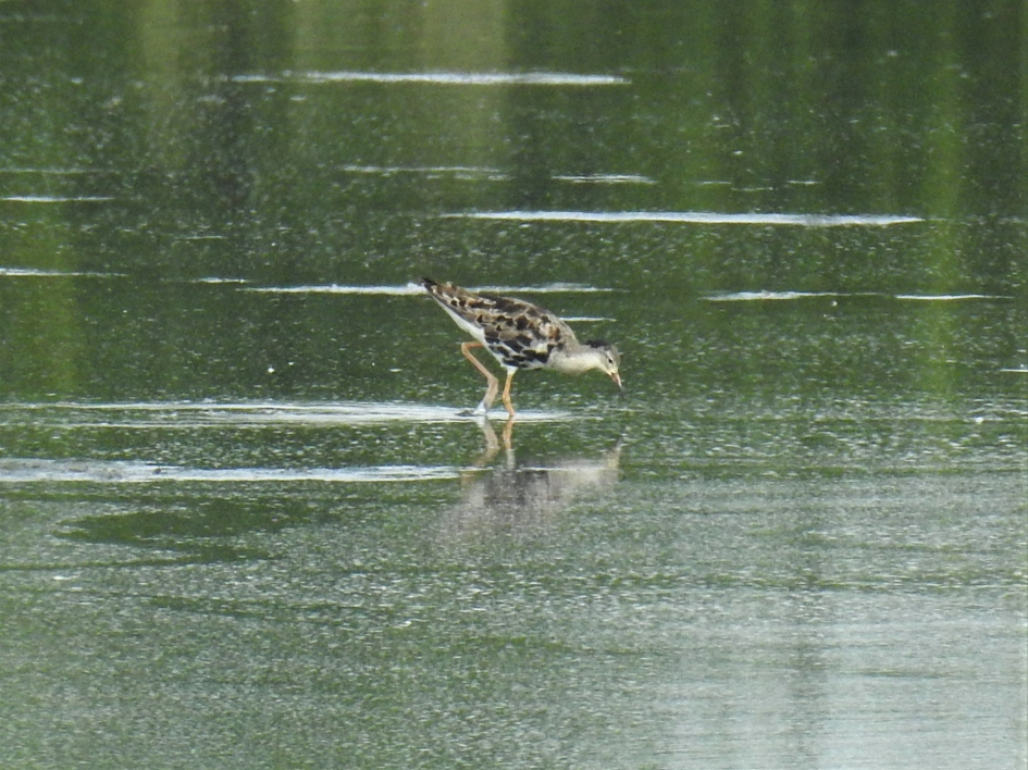 Kemphaan (in de rui) - Vogels - Kemphaan