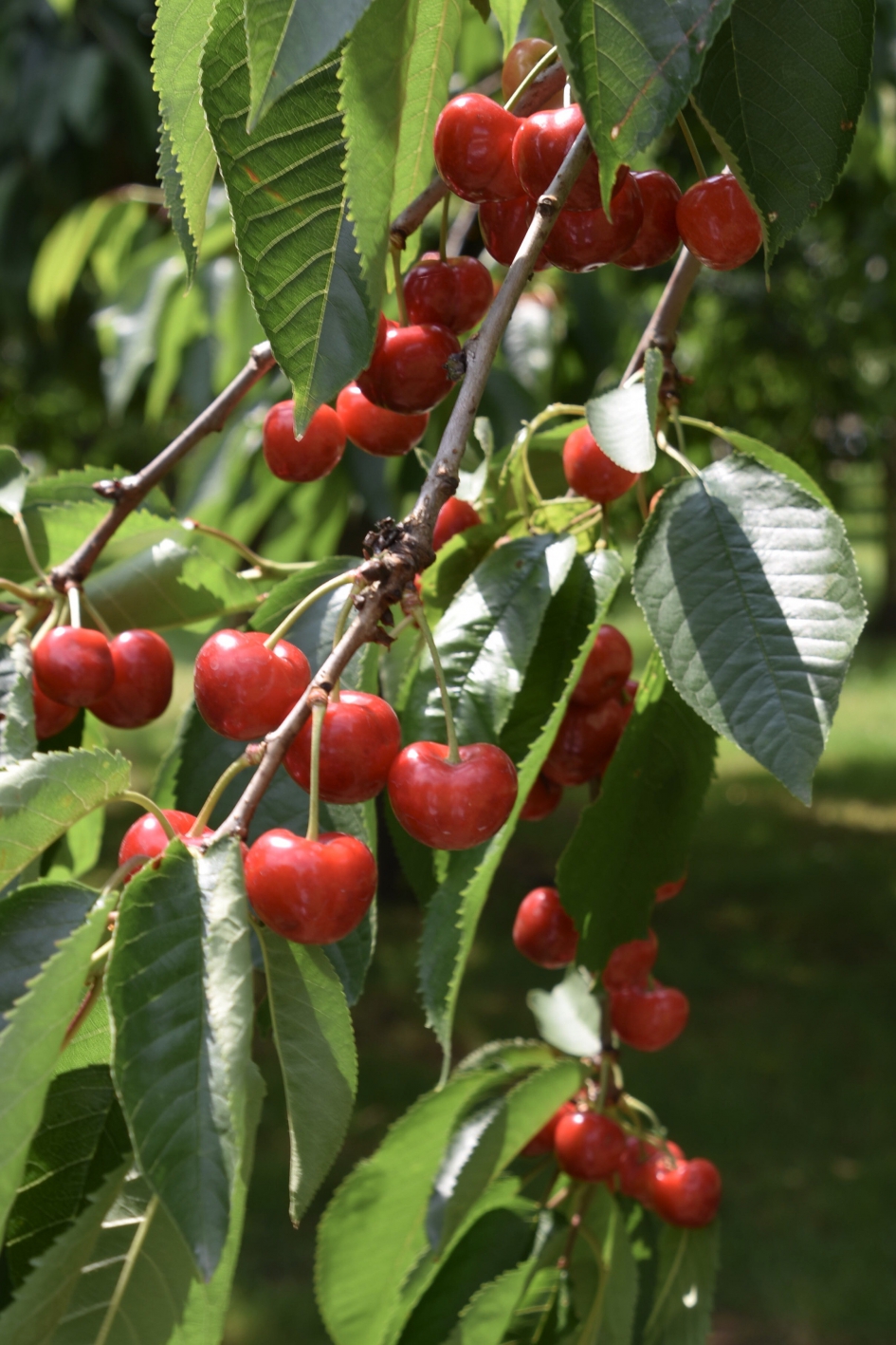 Kersentijd - Planten - 