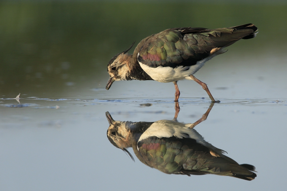 Kievit - Vogels - Kievit