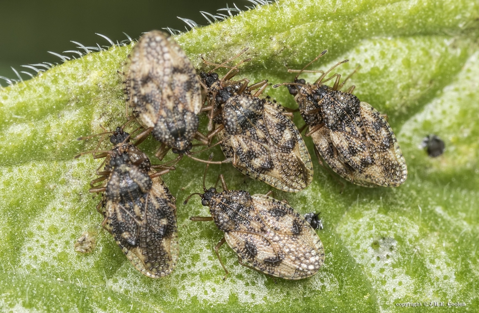 Kijk..zo doe je het. - Geleedpotigen - Netwants