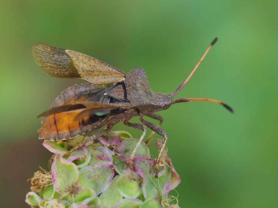 Klaar om op te stijgen - Geleedpotigen - Zuringwants
