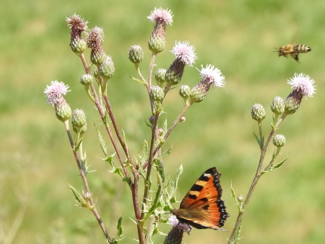 Kleine vos op distelstruik