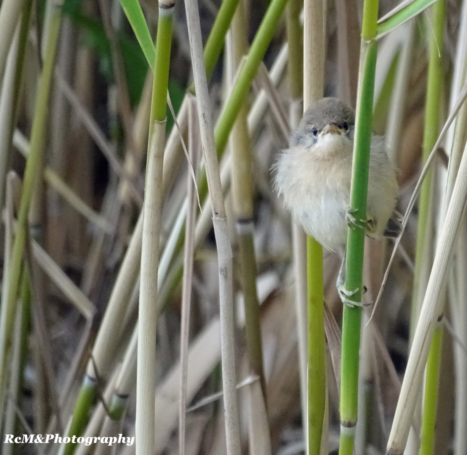 kleine Karekiet. - Vogels - Kleine Karekiet.
