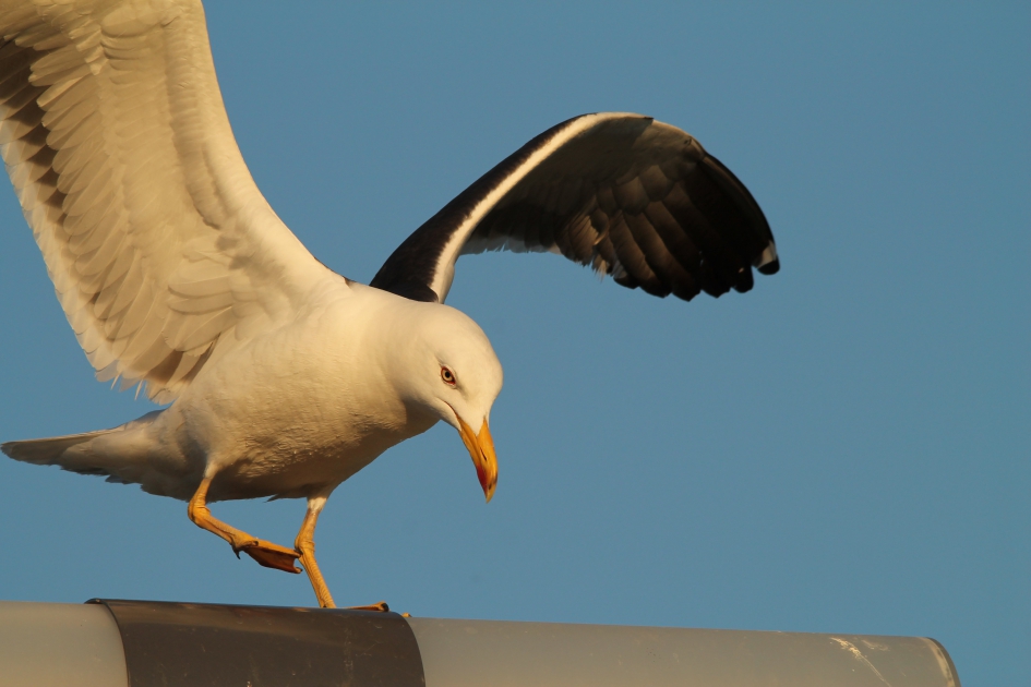 Kleine Mantelmeeuw - Vogels - Kleine Mantelmeeuw