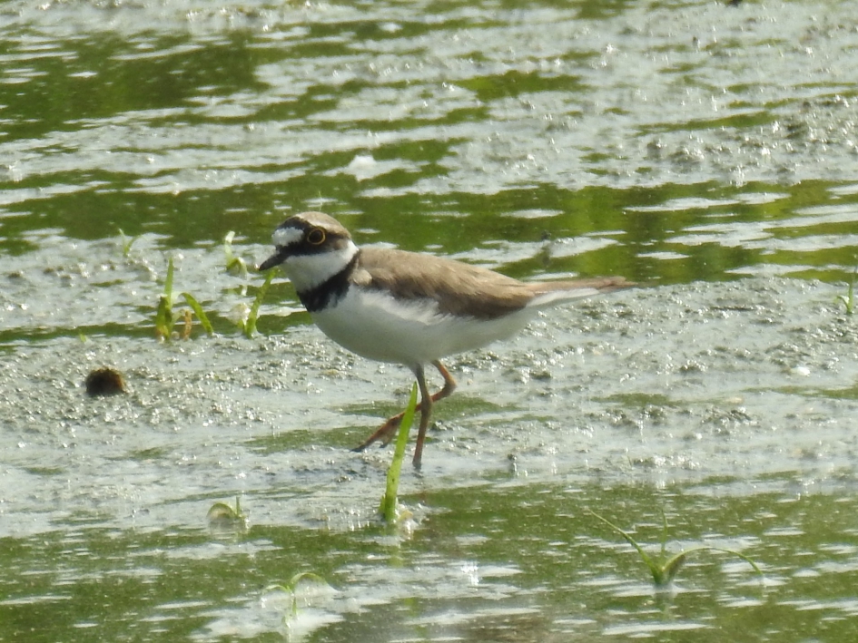 Kleine plevier - Vogels - Kleine plevier