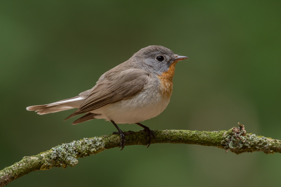 Kleine Vliegenvanger - Vogels - Kleine Vliegenvanger
