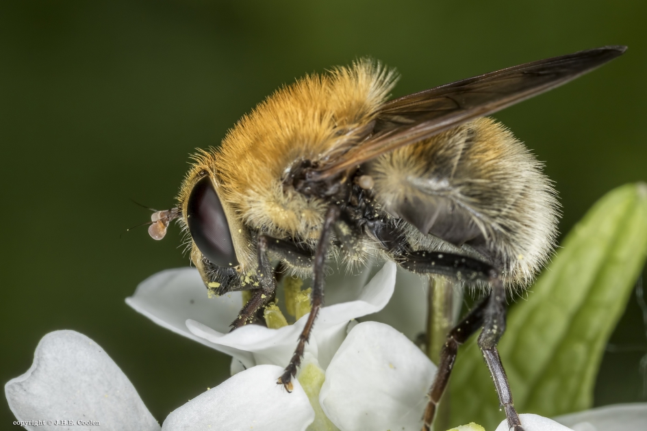 Kleine woudzwever vr. - Geleedpotigen - Kleine woudzwever