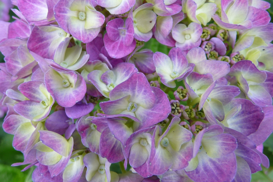 Kleurtjes - Planten - 