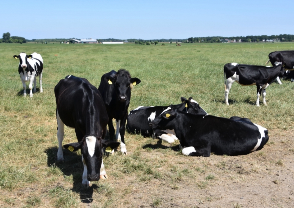 Koeien - Zoogdieren - 