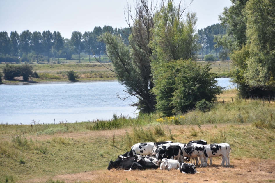 Koeien in de uiterwaarden - Zoogdieren - 