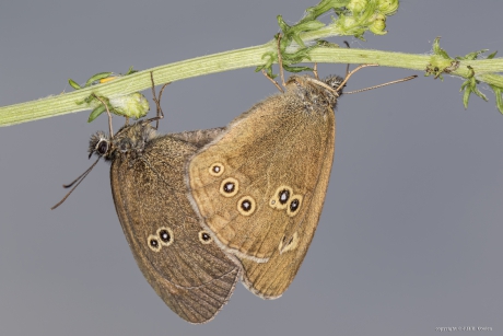 Koevinkje (Aphantopus hyperantus)