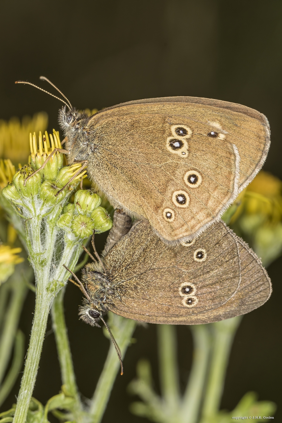Koevinkje(s) - Geleedpotigen - Koevinkje