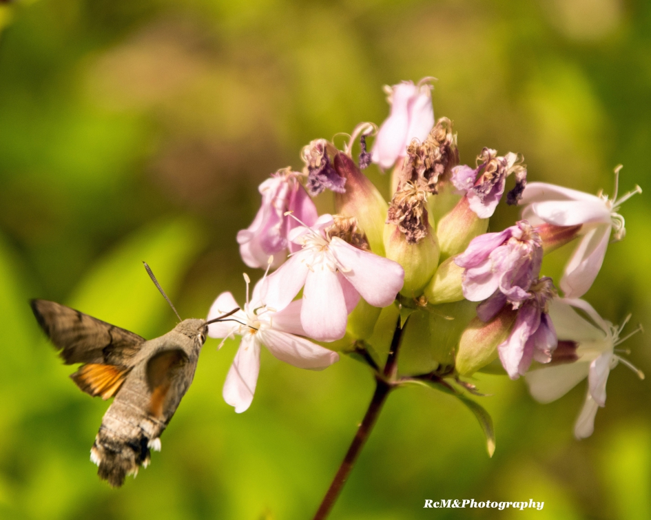 Kolibrievlinder. - Geleedpotigen - Kolibrievlinder.