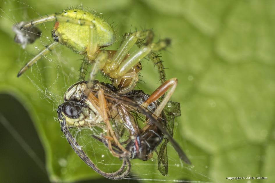 Komkommerspin met prooi - Geleedpotigen - Gewone komkommerspin